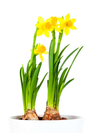 Daffodils (Narcissus) in flower potの写真素材