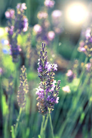 Lavender flowers in the summerの写真素材