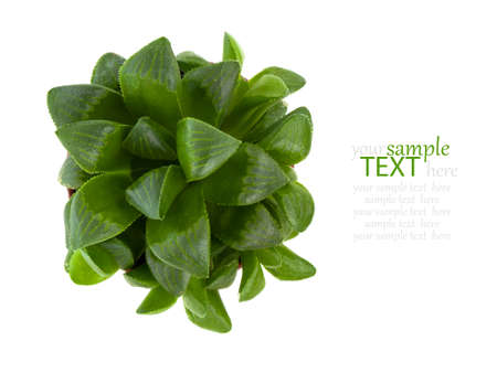 Adromischus alveolatus plant isolated on white background.の写真素材