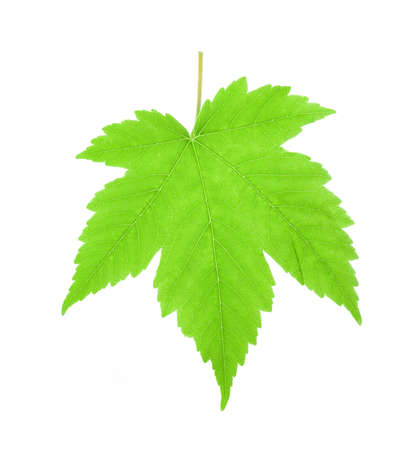 Green maple leaf isolated on white backgroundの写真素材
