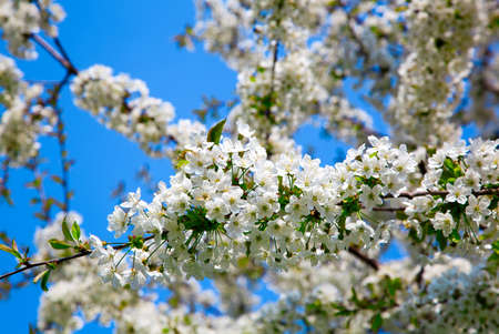 Branch blossoming apple-tree in the spring
