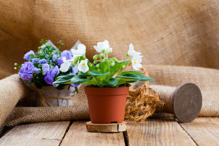 Saintpaulias flowers in paper packaging, on sackcloth, wooden backgroundの写真素材