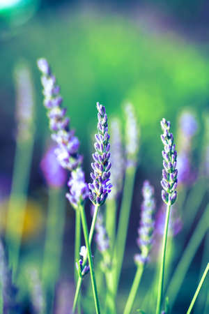 Lavender Flowers