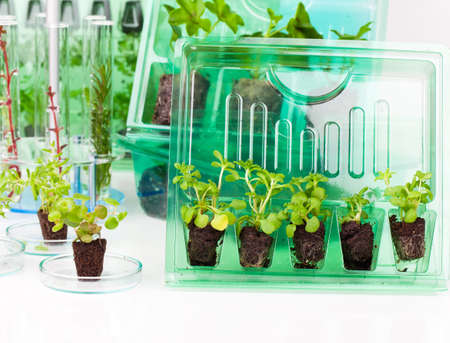 Plants, seedlings for transportation  in plastic box, on white background