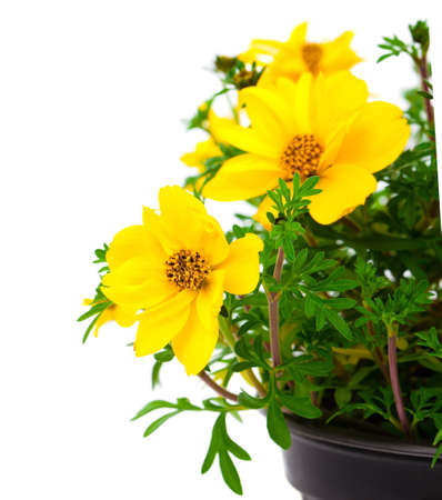 yellow flowers Goldmarie or Bidens ferulifolia or Bidens Goldilocks in a pot, on white background