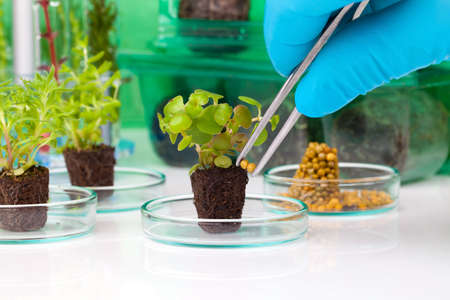 image showing a person's hands in blue rubber glove holding a small leafy plant with tweezers next tn the laboratoryの写真素材