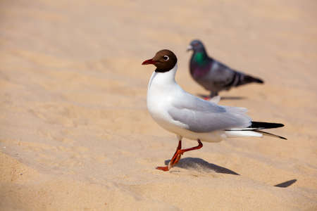 Gull Black headed Gull on a sandy beach