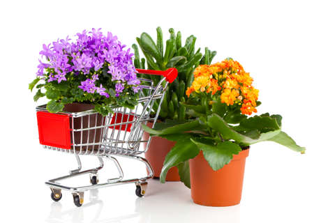 blue campanula in the shopping cart and kalanchoe Calandiva flowers, on white backgroundの写真素材