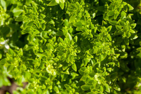 Fresh sweet basil plants at an organic vegetable garden
