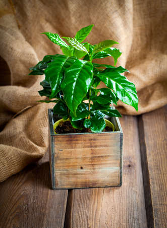 coffee plant treeon sackcloth, wooden backgroundの写真素材