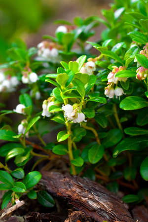Cowberry flowering. Plant flowers close upの写真素材