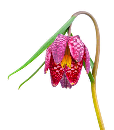 Snake's Head Fritillary - Fritillaria meleagris, on white backgroundの写真素材
