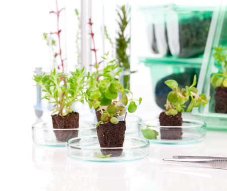 small leafy plant, the laboratoryの写真素材