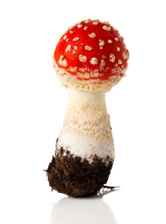 fly agaric mushroom on white backgroundの写真素材