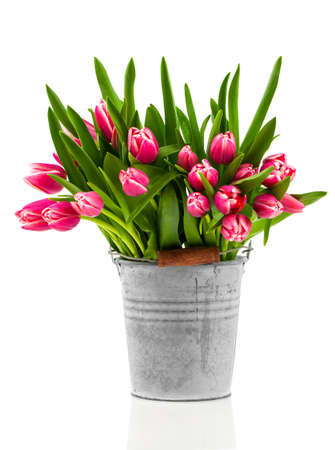 bouquet of tulips in an bucket on a white backgroundの写真素材