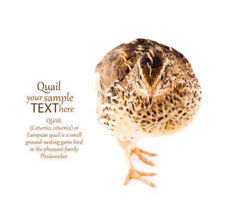 Young quail on a white backgroundの写真素材