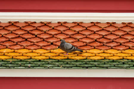 bird on the roofの写真素材