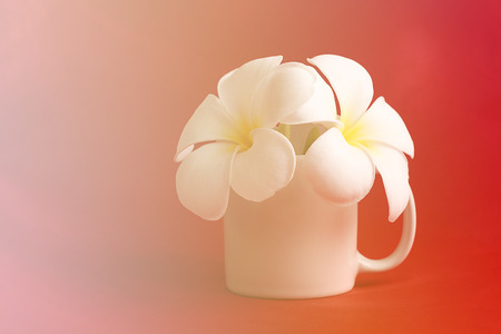 frangipani plumeria in small cup for vintage sun light style with copy spaceの写真素材