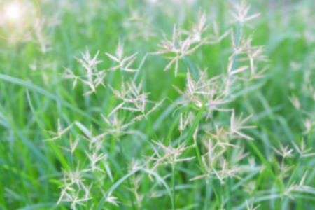 flowers glass outdoor on side roadの写真素材