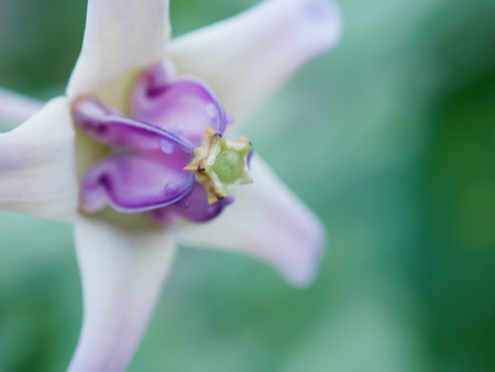pastel purple drake blossom flower with blurred, copy space for backgroundの写真素材