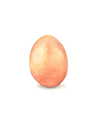 chicken egg on a white background watercolor drawingの写真素材
