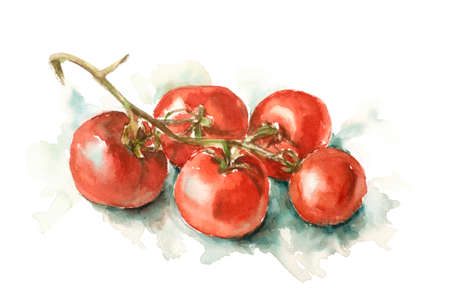 branch of red tomatoes on a white backgroundの写真素材