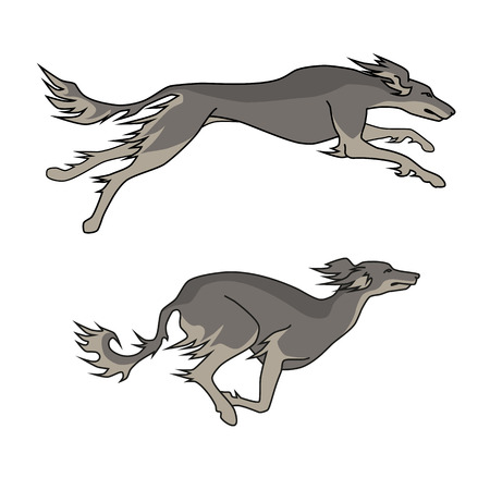 Color vector image of running dogs saluki breed, two posesのイラスト素材