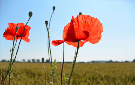 wild poppy flowers, seeds and pods on a blue sky background, sunny summer dayの写真素材