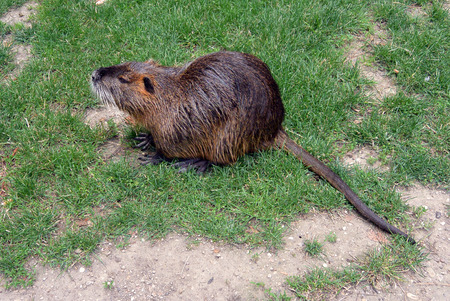 wild coypu on the grass in city park. river rat as know as nutria in Nymburk, Czech republicの写真素材