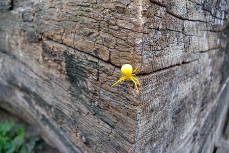 Goldenrod crab spider Misumena vatia on wood. Selective focus.の写真素材