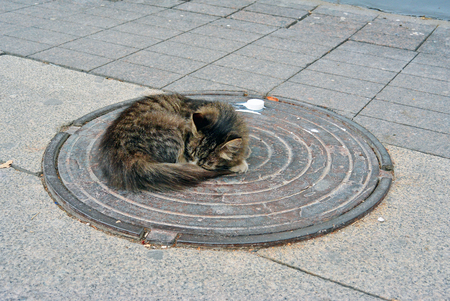 Cute cat slipping on the hatch. Homeless lonely kitten on the streetの写真素材