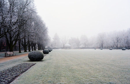 Trees covered hoar-frost in the park a foggy winter dayの写真素材