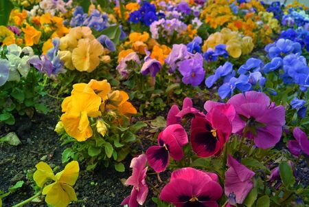 Flowerbed with many multicolor pansies. Viola tricolor: yellow violet blue flowers. Colorful background. Selected focusの写真素材