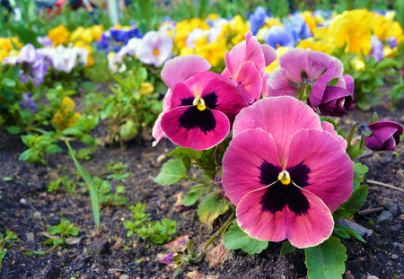 Flowerbed with many multicolor pansies. Viola tricolor: yellow violet blue flowers. Colorful background. Selected focusの写真素材