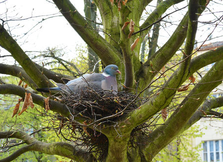 Common wood pigeon in a nest in spring gardenの写真素材