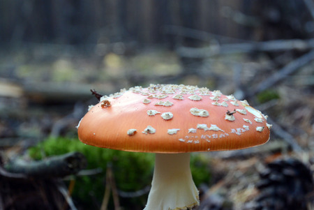 Red fly agaric mushroom or toadstool in the autumn forest. Latin name is Amanita muscaria. Toxic...