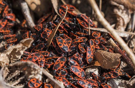 The firebug, Pyrrhocoris apterus, a common insect. Red bugs crowd on autumn leaves Selected focus