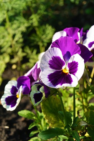 White and purple Viola tricolor pansy flowers on flowerbed at sunny dayの写真素材