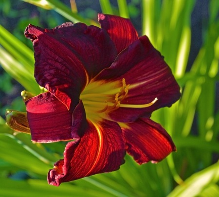 Spring blooming red lily flower in soft focus, Beautiful sun light backgroundの写真素材