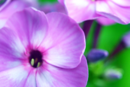 Macro pink phlox flowers. Soft blurred out-of-focus backgroundの写真素材