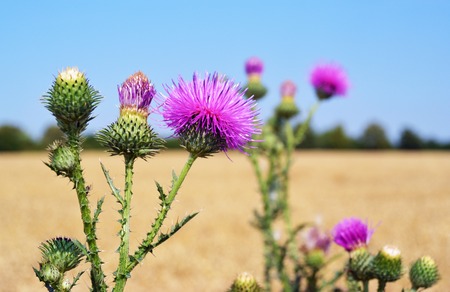 Thistle buds and flowers on a summer field. Carduus is the symbol of Scotland. Selective focusの写真素材