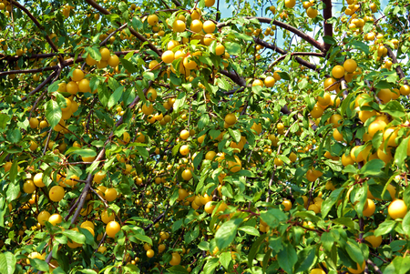 Branches with ripe yellow cherry plum fruit growing in the summer gardenの写真素材