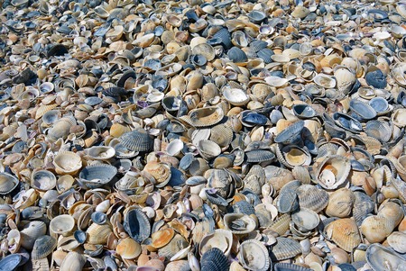 Textures of seashells and sand on the sea shore, close up beautiful background of nature sea shell...