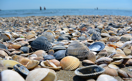 Sea and seashells. A lot of empty sea shells on the beach, close-up view. Sea coast and sea flora.