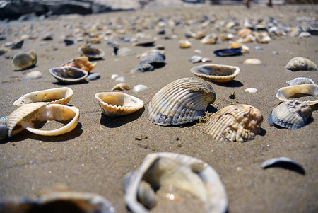 Close up view on seashells on the beach in the sand in sunny day, selective focusの写真素材