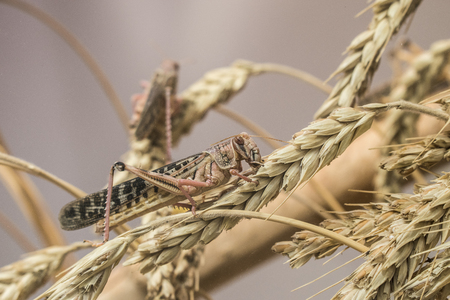 Brown grasshopper in nature, Migratory Bird Locust or Cyrtacanthacris tatarica