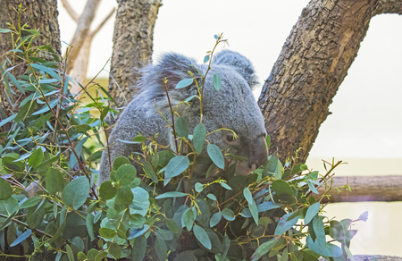 portrait of koala bear eating eucalyptus leavesの写真素材