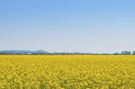 field of yellow rapeseed against the blue sky. Spring summer day.の写真素材