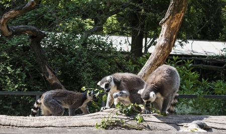 three ring-tailed lemur, lemur catta, eating green leaves, sunny day
