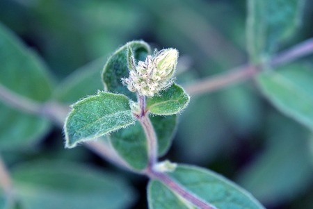 Blurred green mint flower on soft background. Unfocused abstract nature backgroundの写真素材